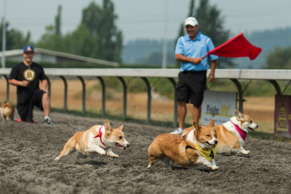 corgi_race_12