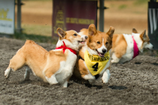 corgi_race_13