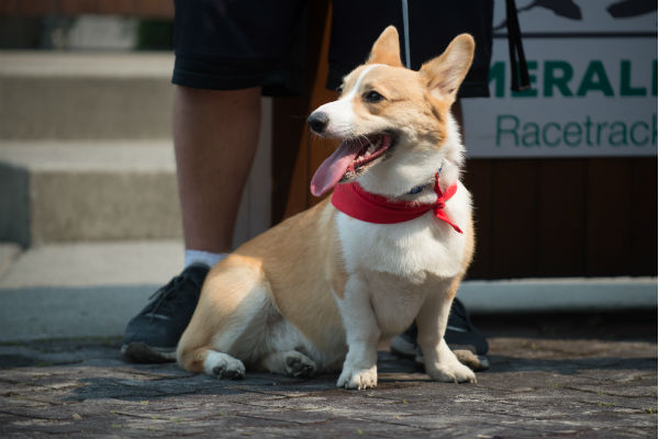 corgi_race_14