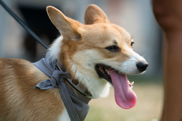 corgi_race_15