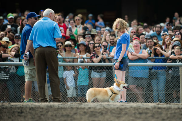 corgi_race_18