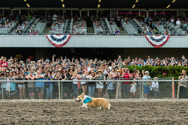 corgi_race_19