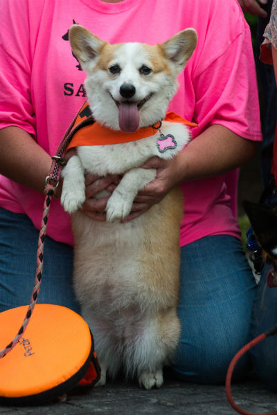 corgi_race_2