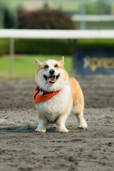 corgi_race_20