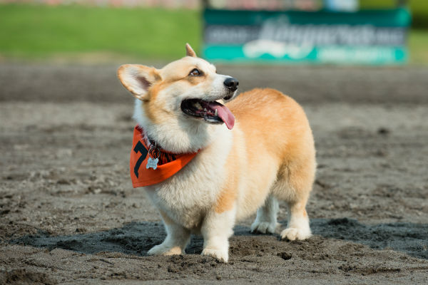 corgi_race_21