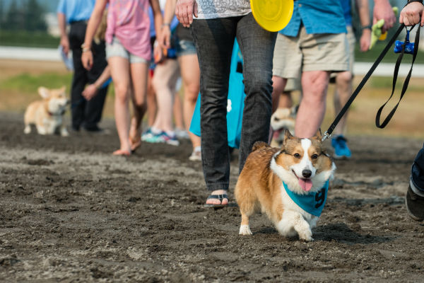 corgi_race_22