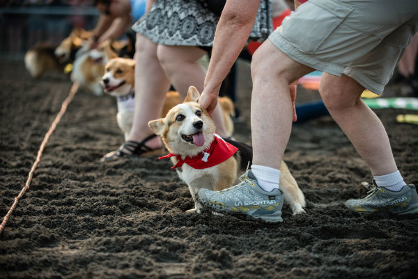 corgi_race_23