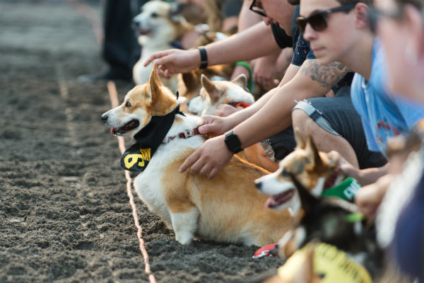 corgi_race_24