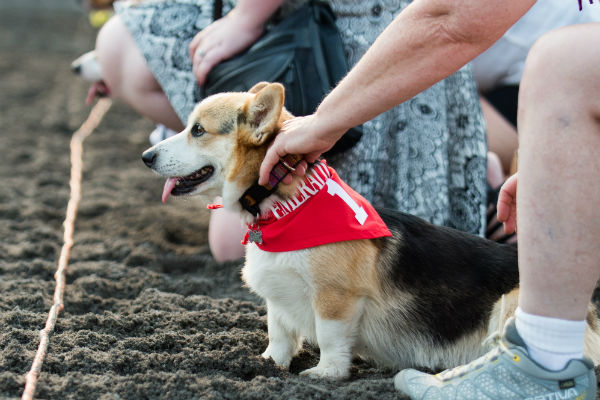 corgi_race_25