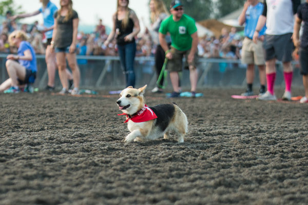 corgi_race_26