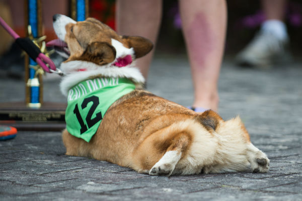 corgi_race_27