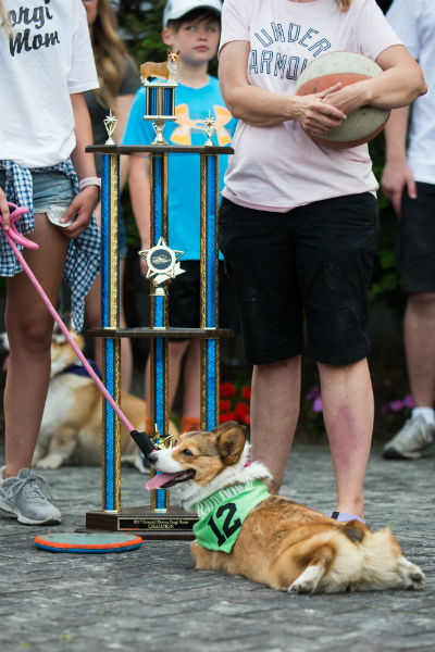 corgi_race_28