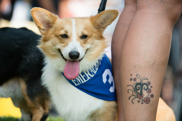 corgi_race_3