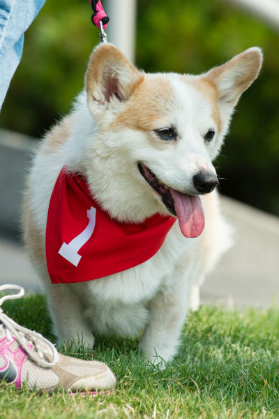 corgi_race_4