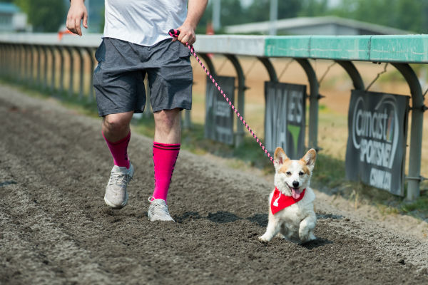 corgi_race_5