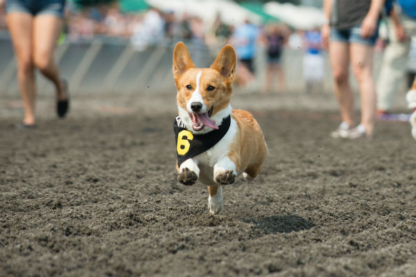 corgi_race_6