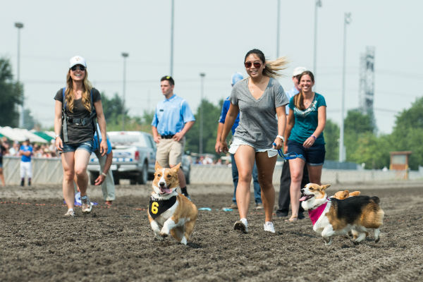 corgi_race_7