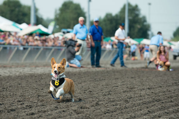 corgi_race_8