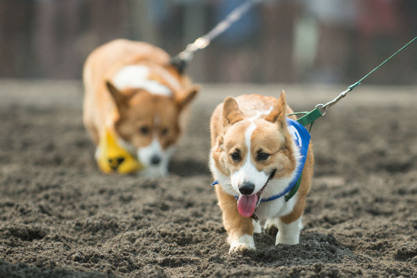 corgi_race_9