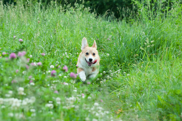 running with corgi