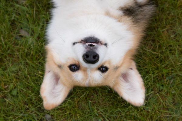 corgi_smile_