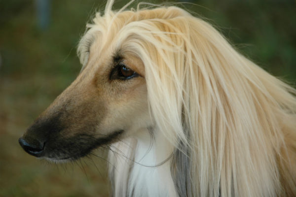 cream black afghan hound