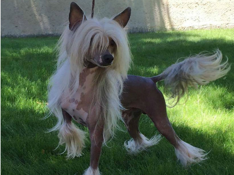 chinese crested photos