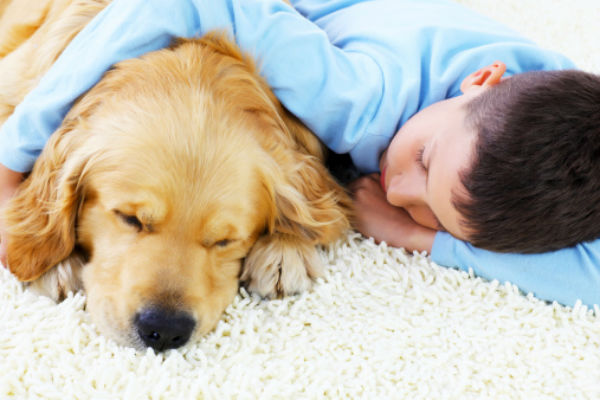 golden retriever puppies cuddling