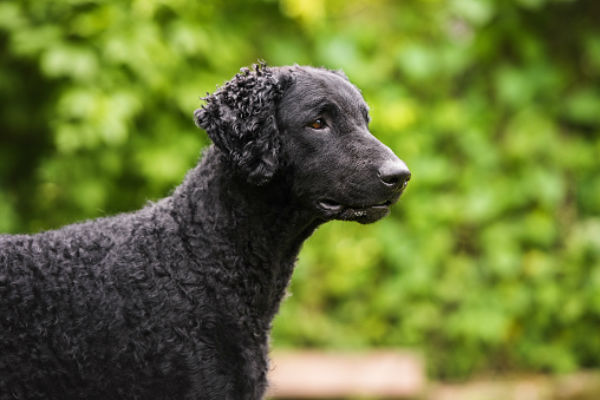 what dog likes water the most