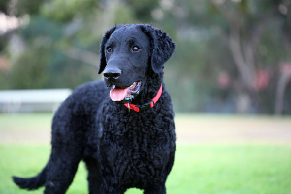 Curly Coated Retriever standing outdoors.