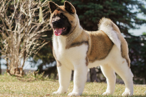 why do akitas have curly tails