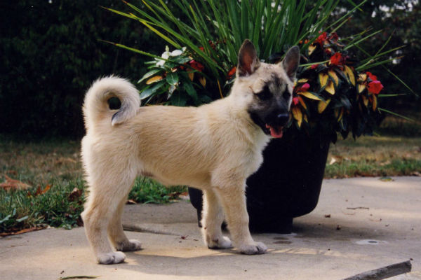 small dogs with curly tails