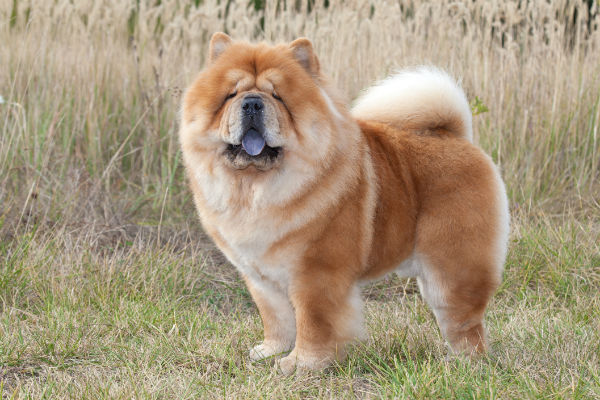 Large dog breeds with curly tails sale