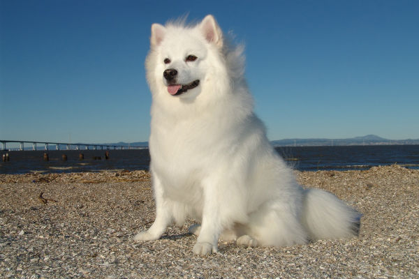 Fluffy best sale tailed dogs