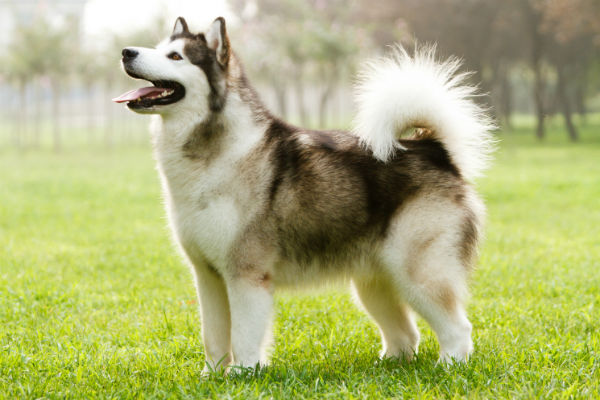 Dog breeds with store tails that curl