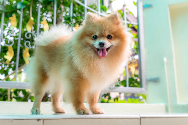 curly small dogs