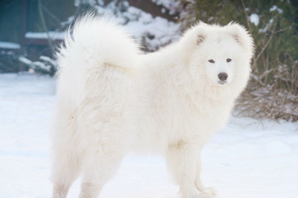 white furry big dog