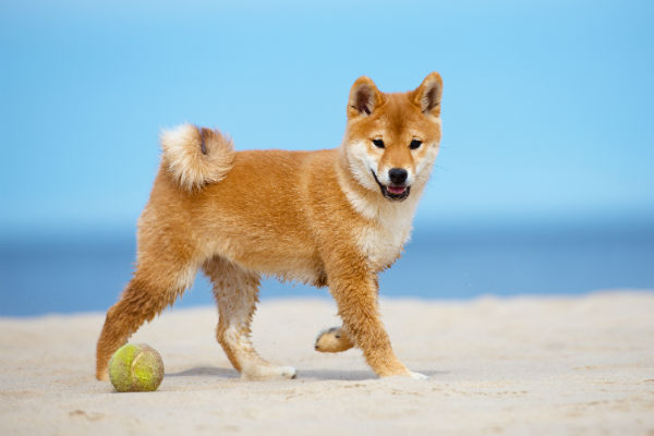 small dogs with curly tails