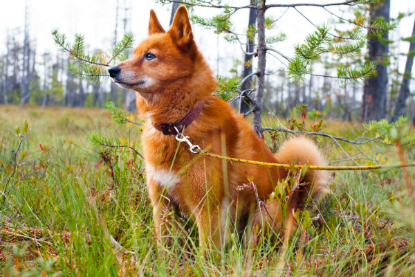 small fluffy orange dog