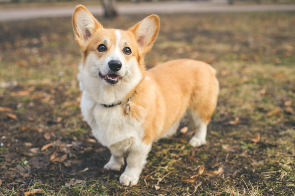 do corgis like to walk