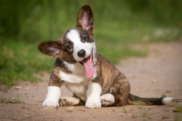 small athletic dogs