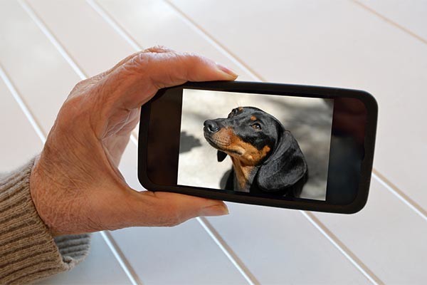 dachshund cell phone