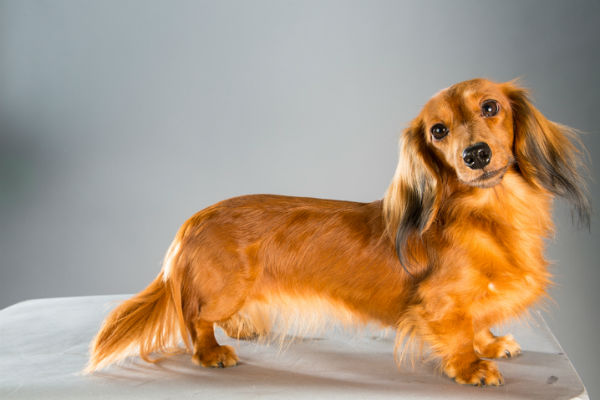 ginger dog breeds