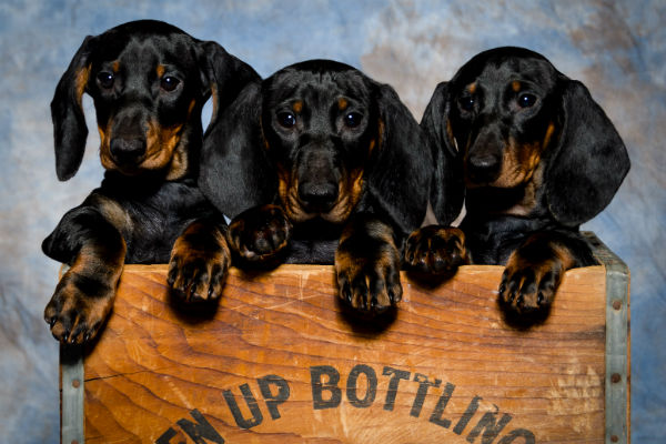 dachshund puppies 1