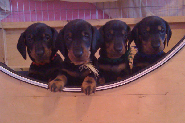 dachshund puppies 2