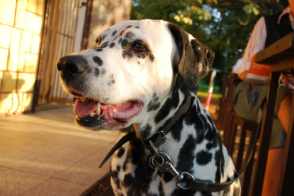 dalmatian_body_image_