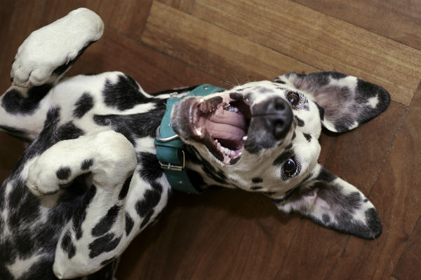 Dalmatian store dog hunting