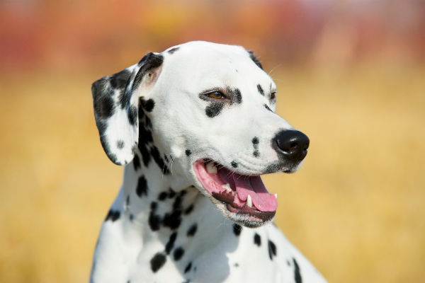 can a poitevin and a dalmatian be friends