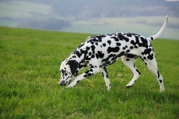 dalmatian sniffing