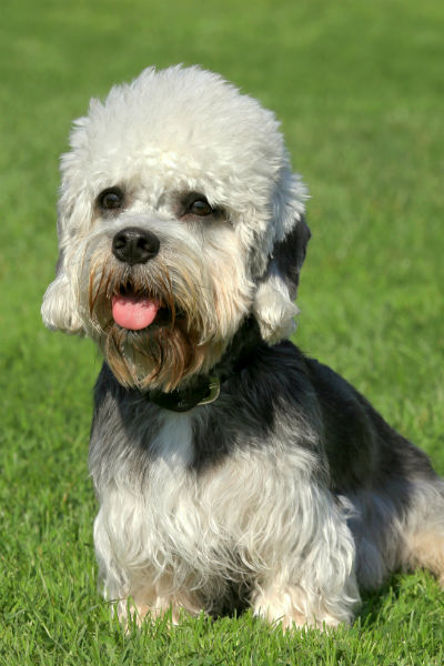 dandie dinmont terrier breeder